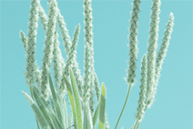 Web漏洞扫描工具